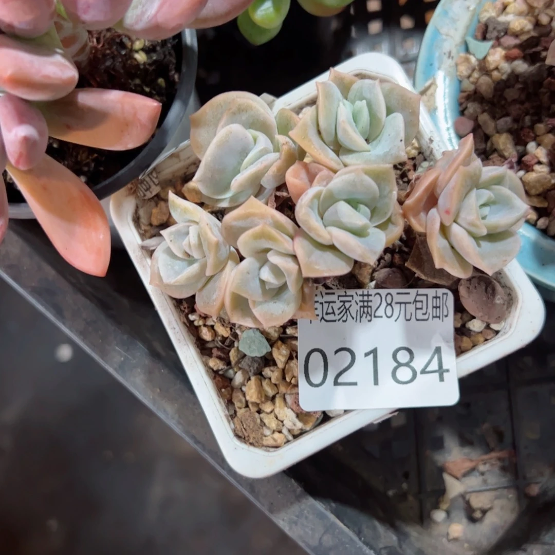 幸运颜色白色的哥的