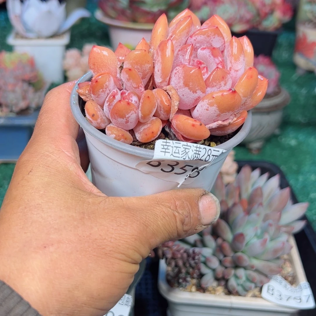 幸运的是我的朋友们