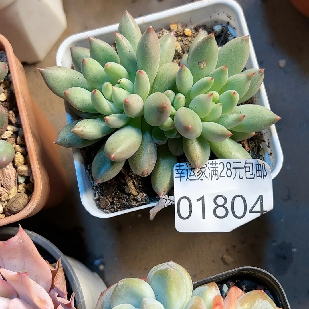 幸运的是我的朋友