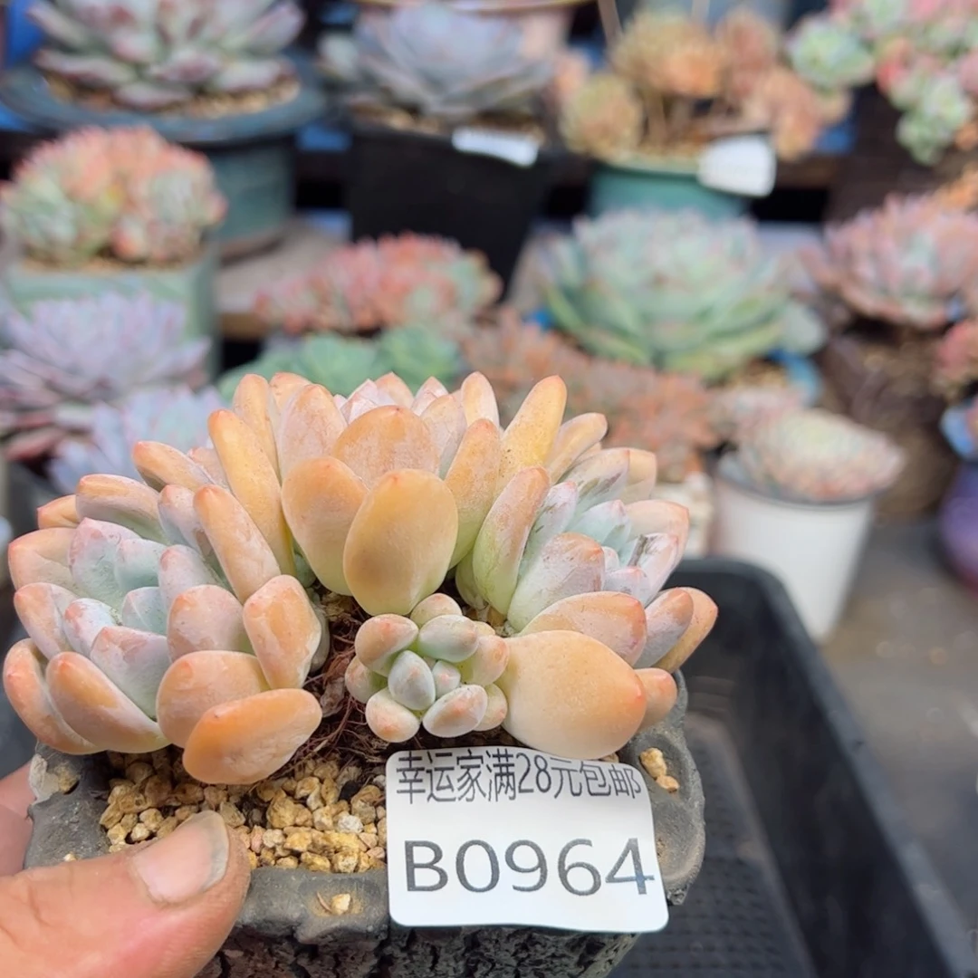 幸运的是我的朋友