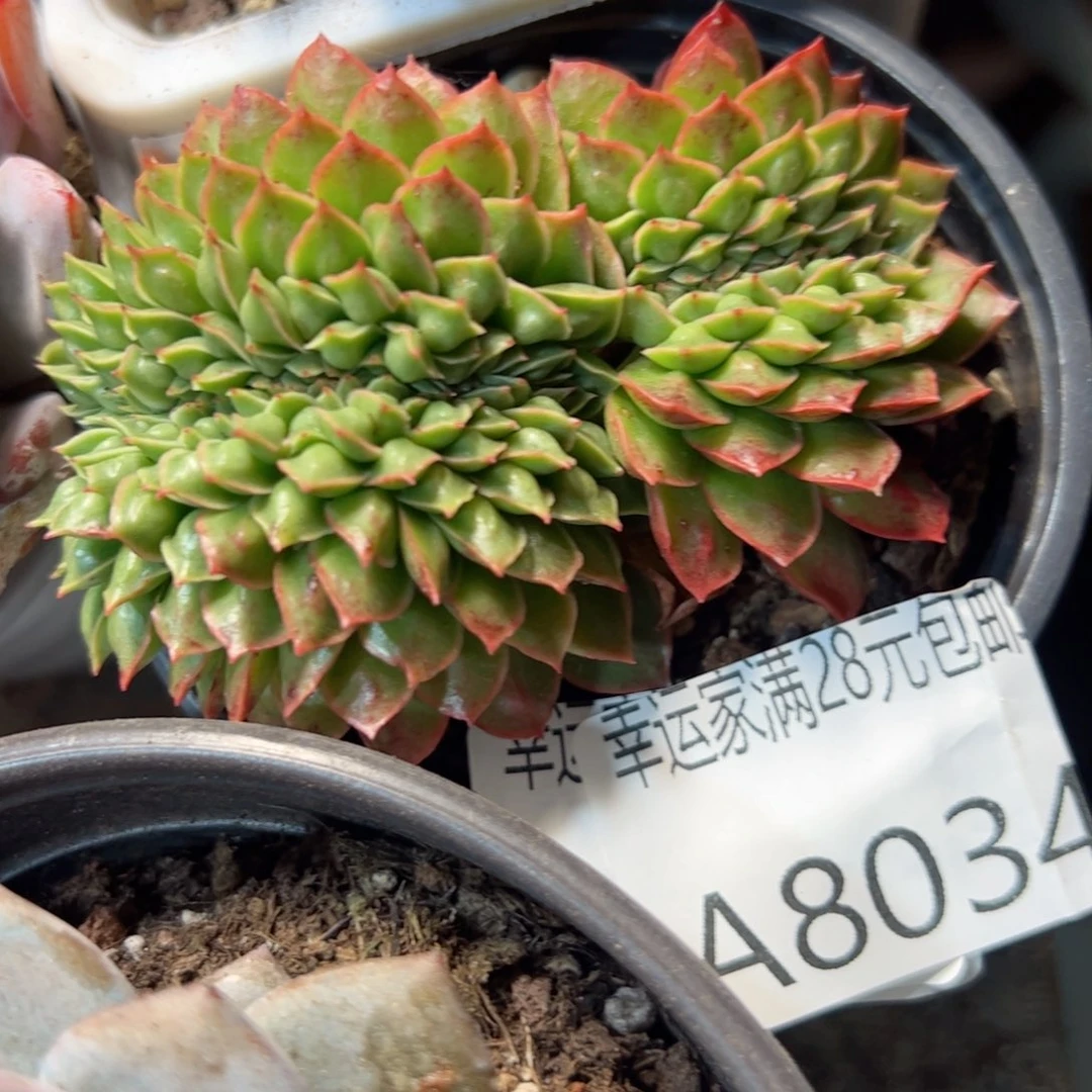 幸运的是我的朋友