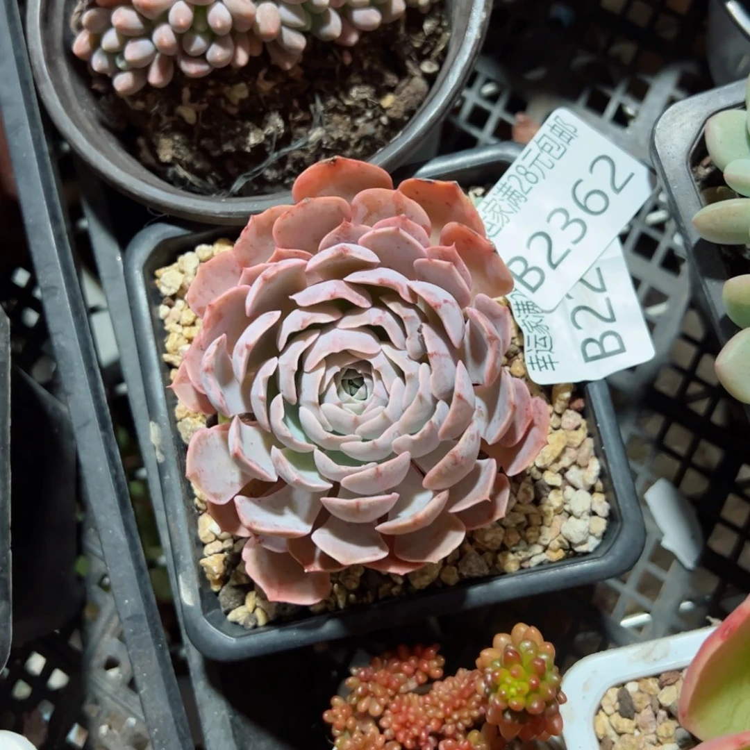 幸运的是我的朋友