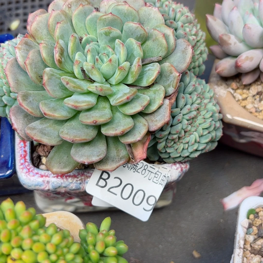 幸运的是我的朋友们都