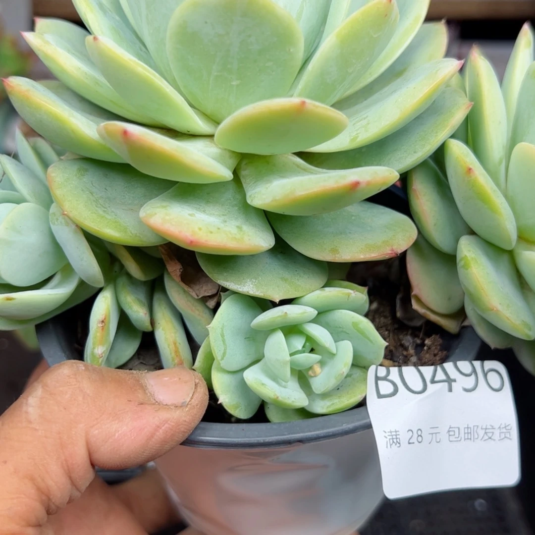 幸运的是我的朋友们都