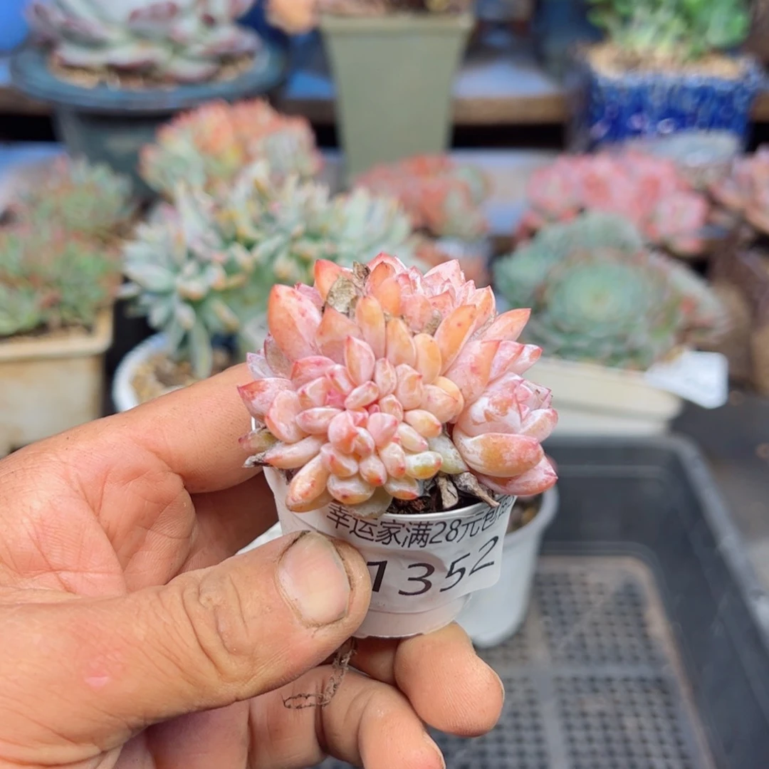 幸运的是我的朋友们