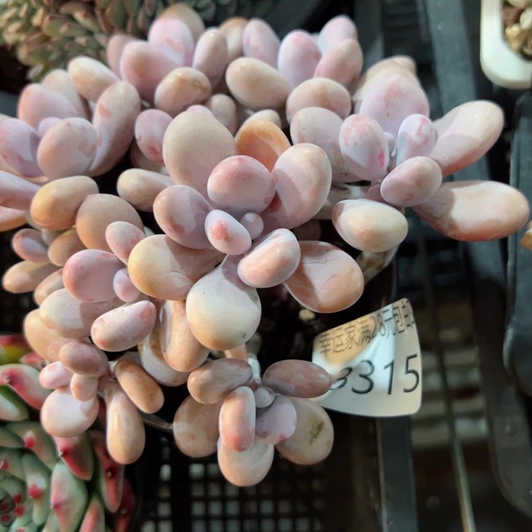 幸运的是我的朋友