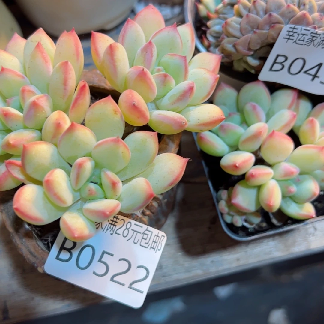 幸运颜色白色的小