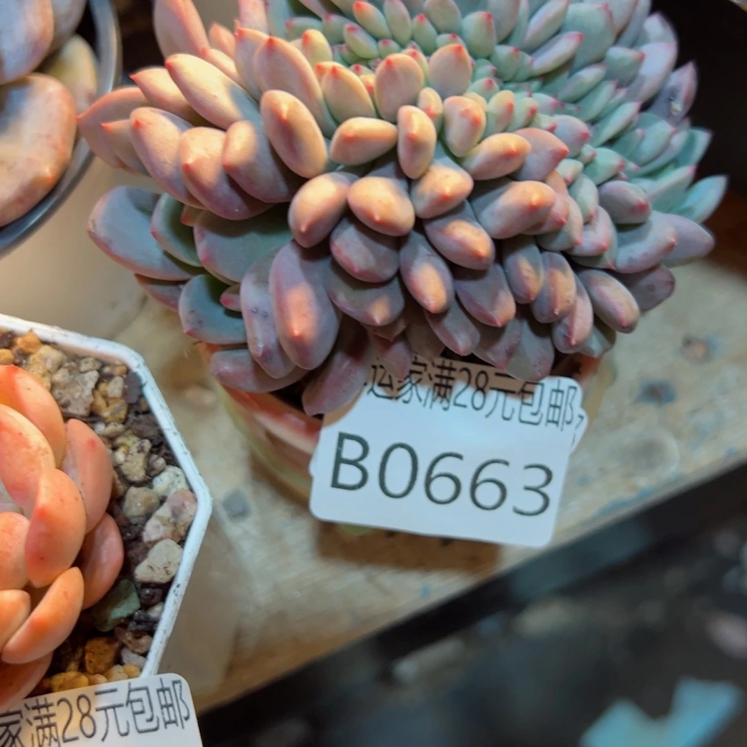 幸运的是我的朋友