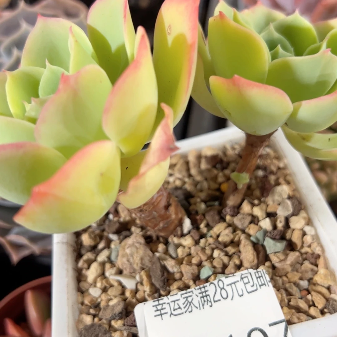 幸运的人儿们都在