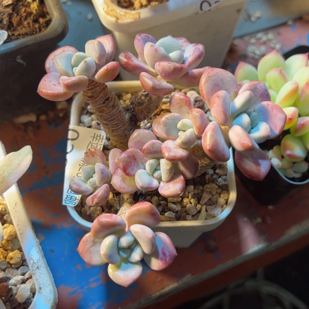 幸运的是我的朋友们