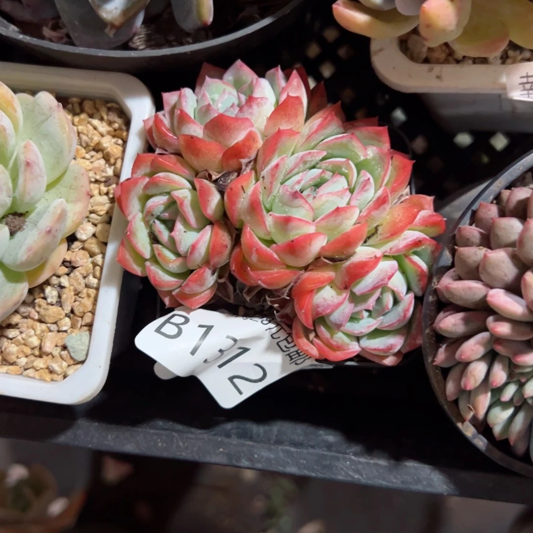 幸运的是我的朋友是你