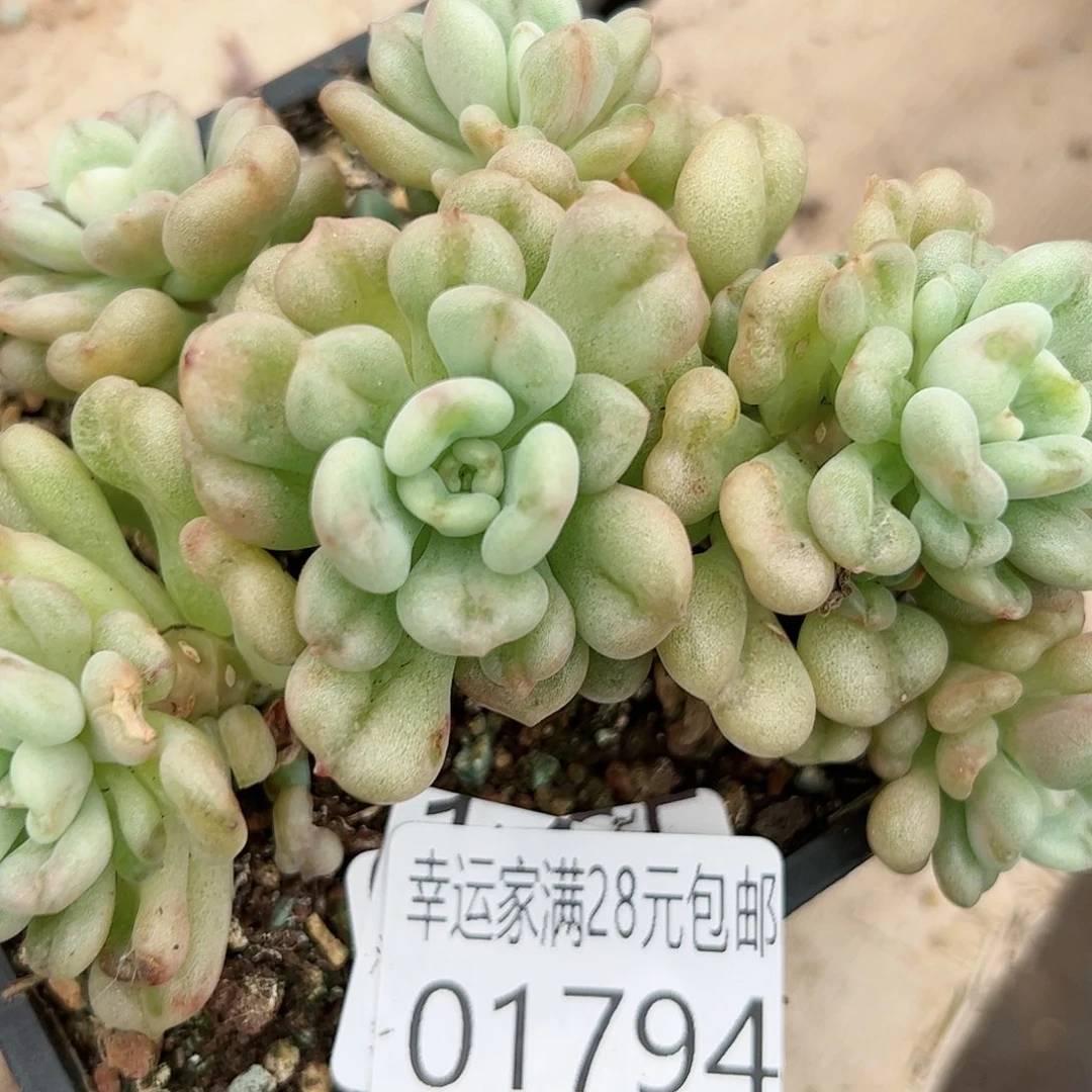 幸运颜色白色黑色的