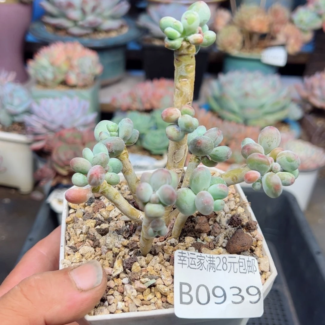 幸运的是我的朋友们