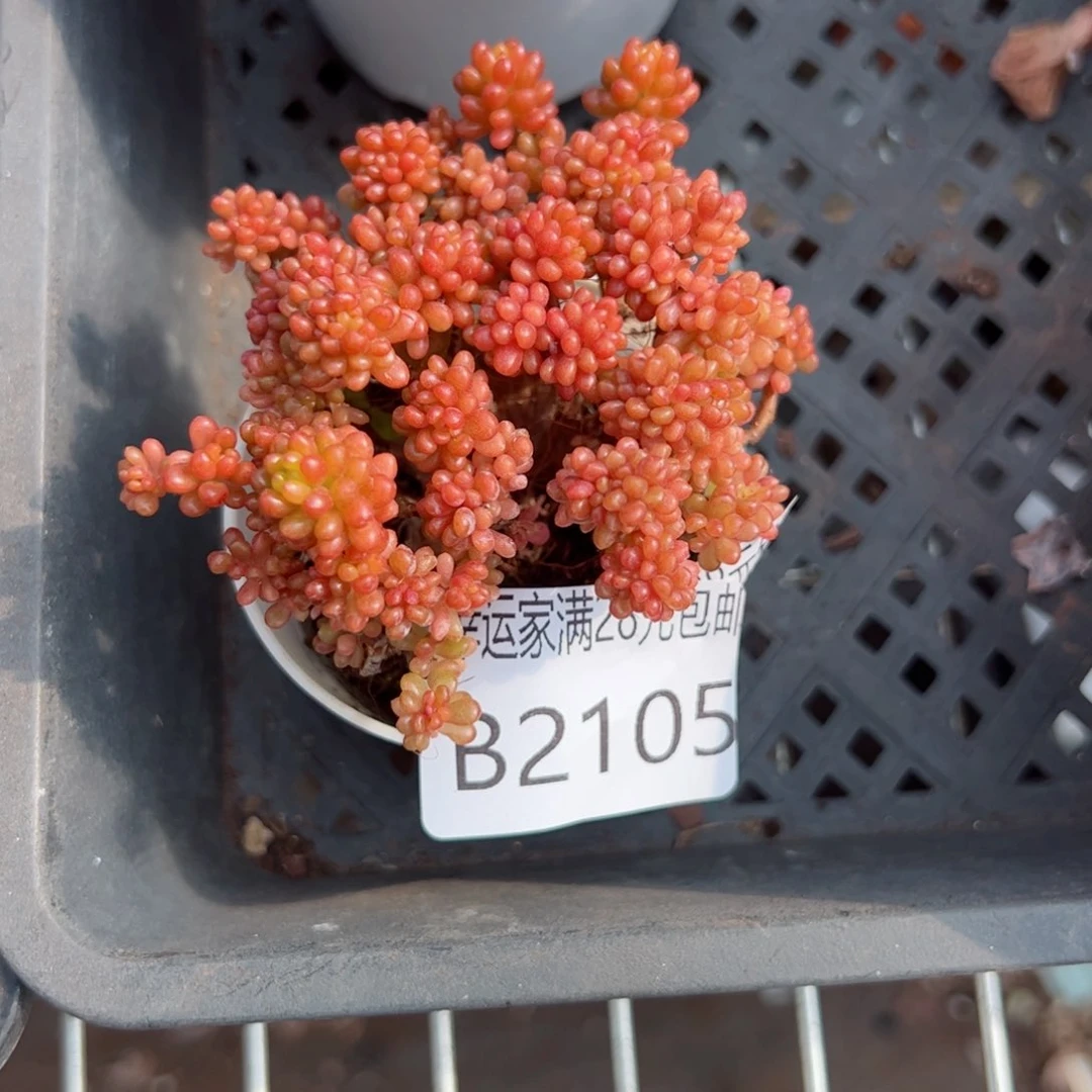 幸运的是我的朋友们