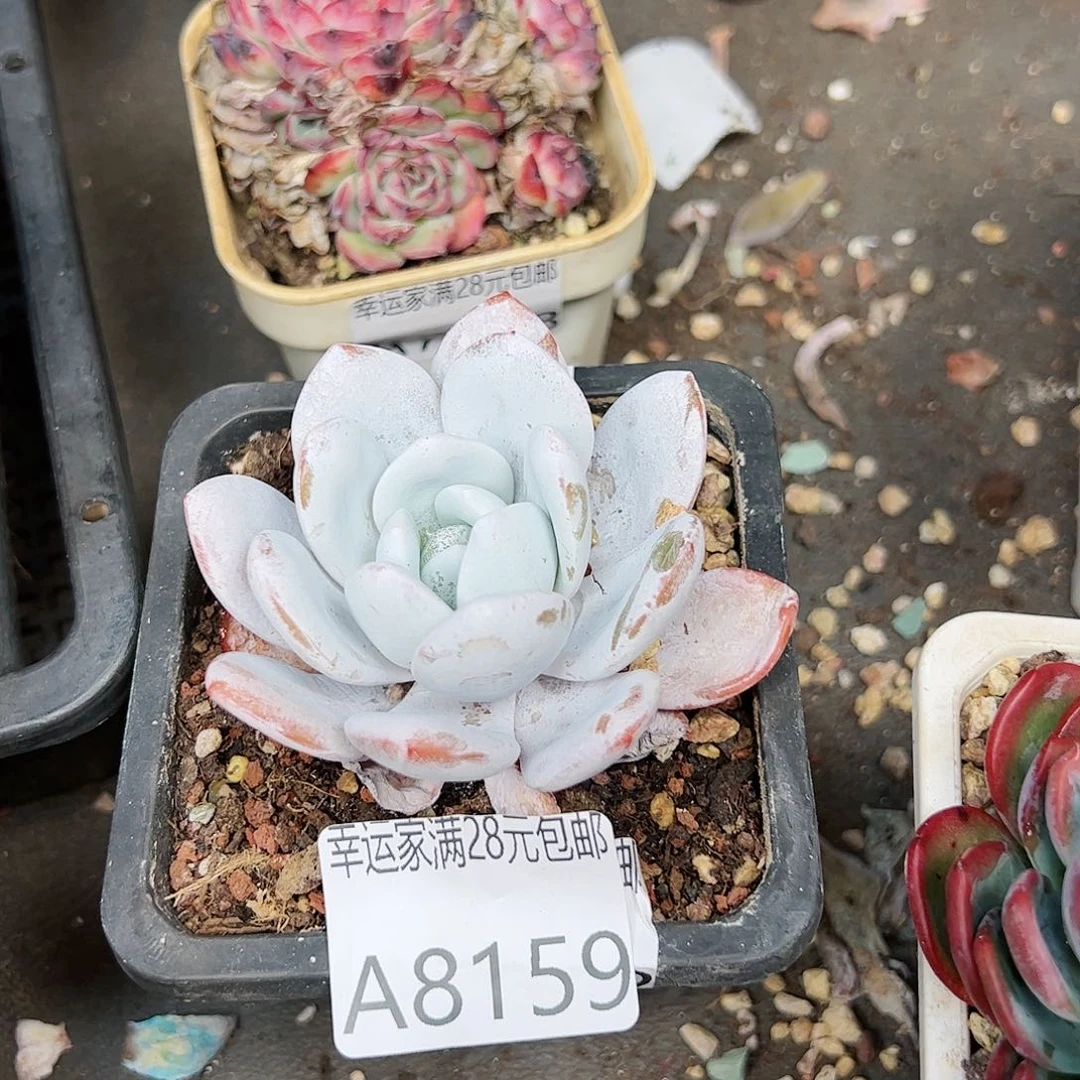 幸运的是我的朋友