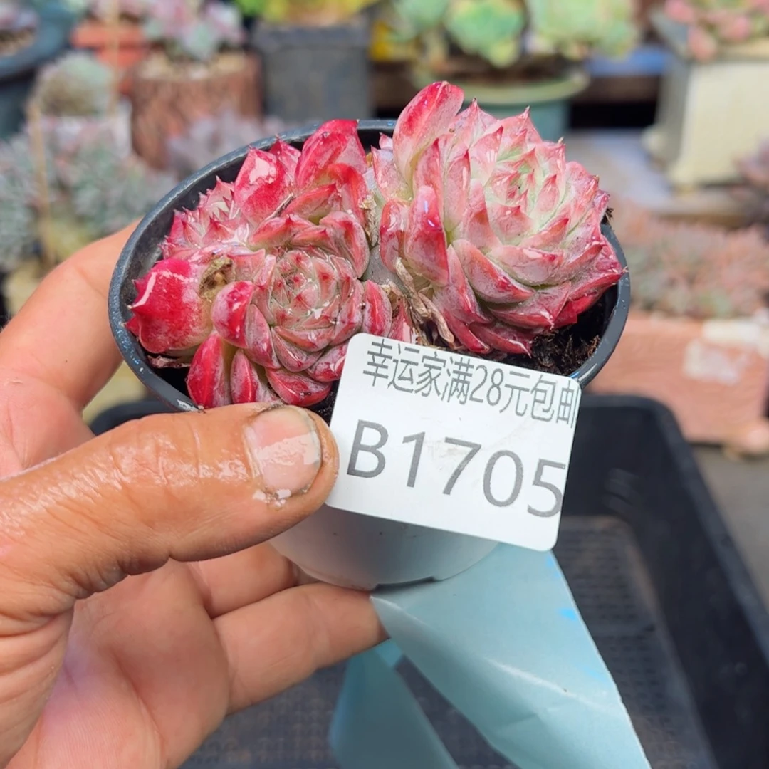 幸运的是我的朋友