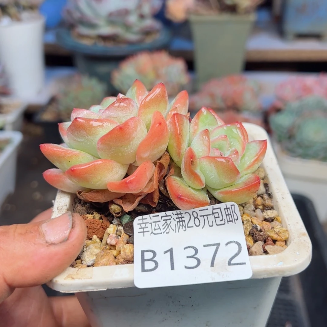 幸运的是我的朋友