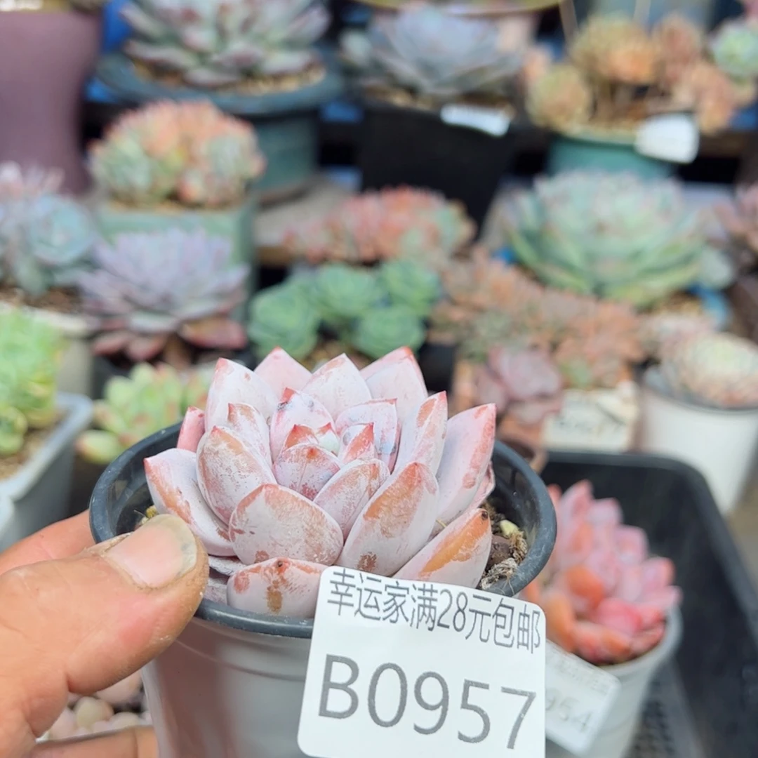 幸运的是我的朋友