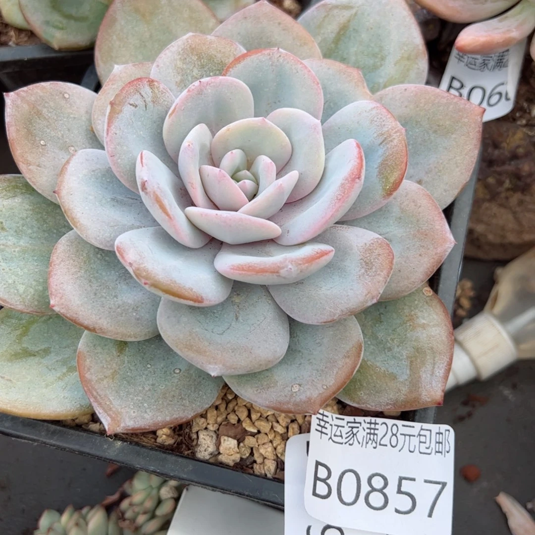 ?***@幸运颜色白色的小