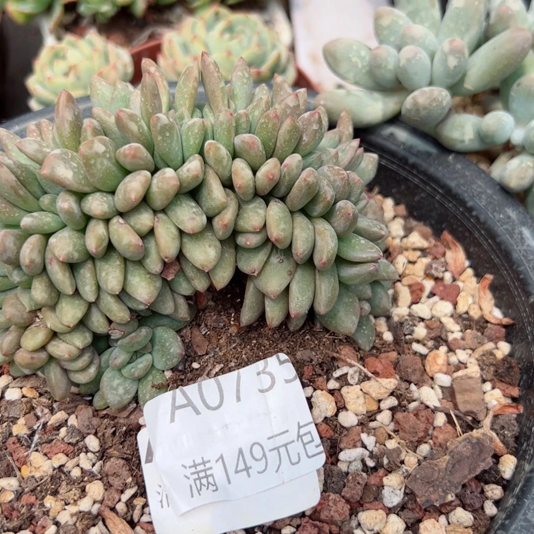 幸运的是我的朋友们都