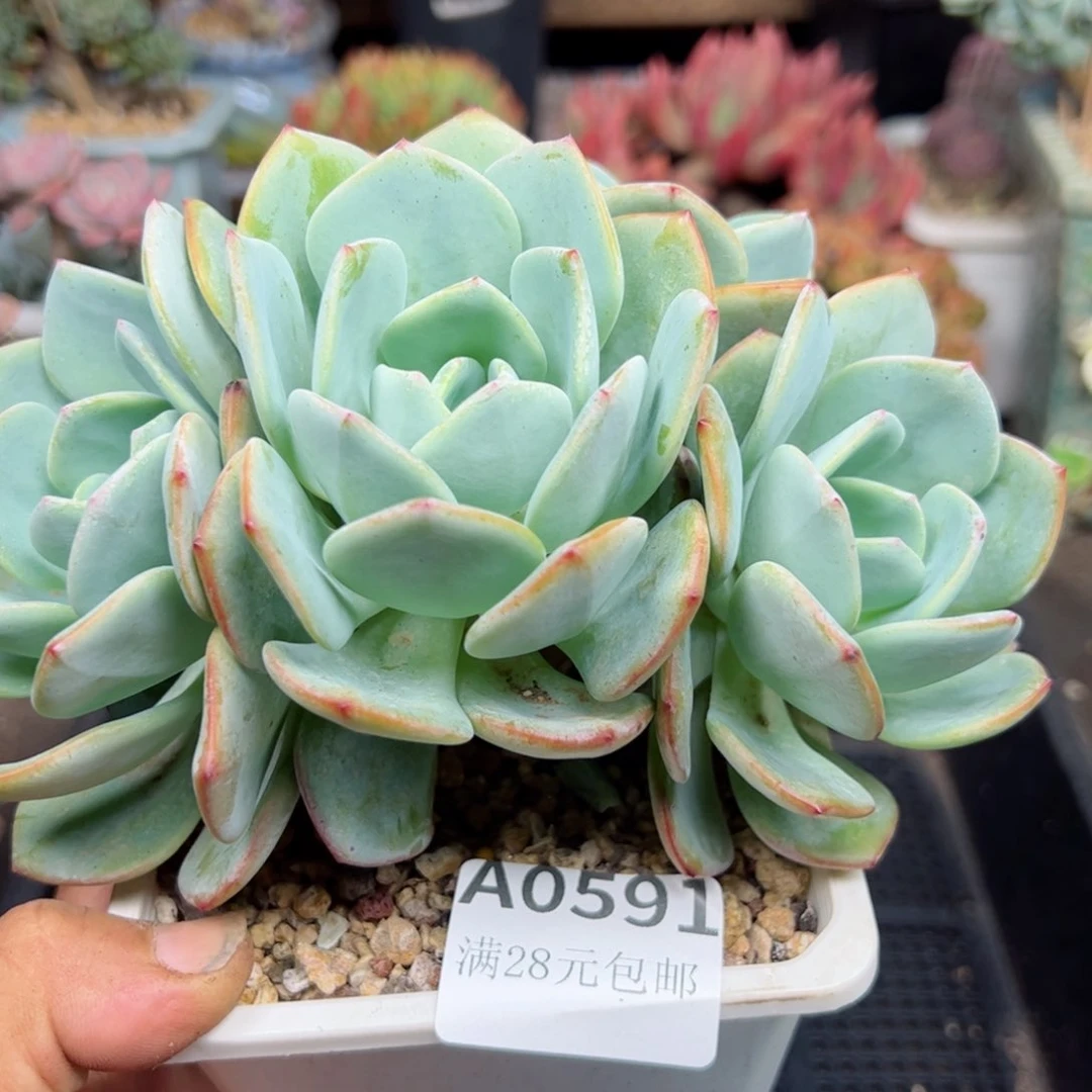 幸运的是我的朋友