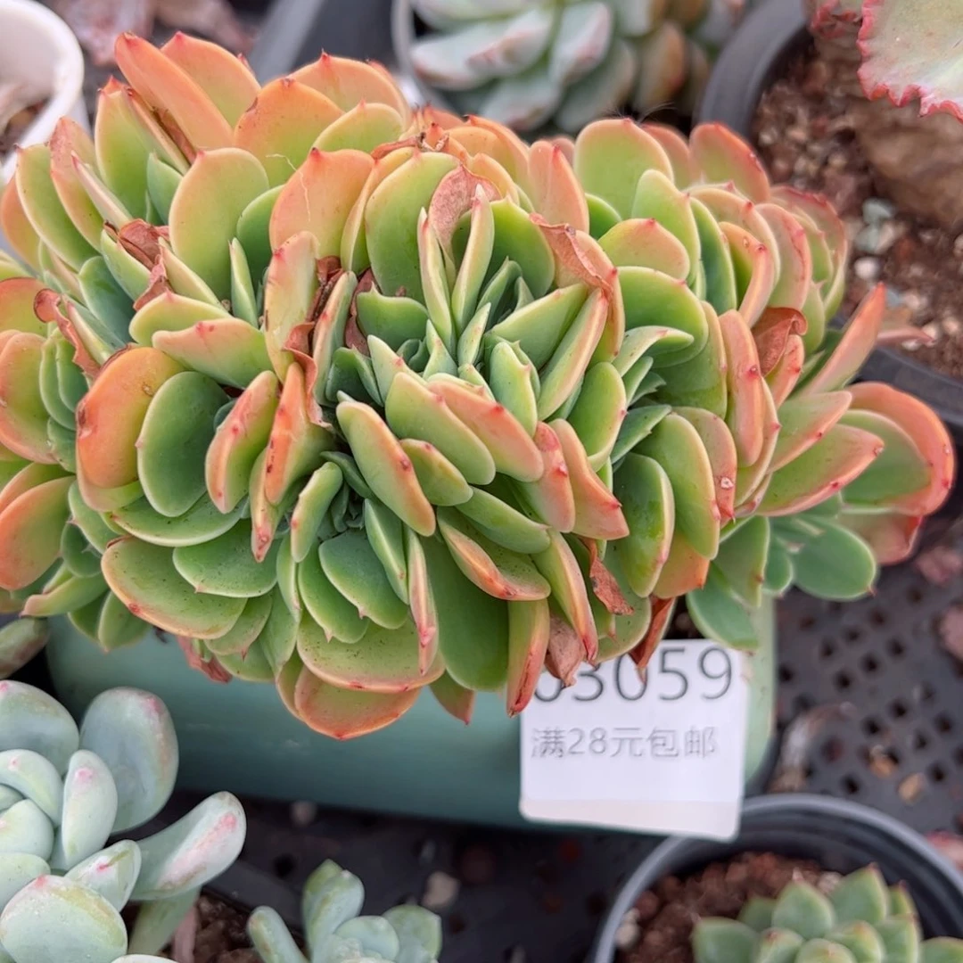 幸运的是我在这里