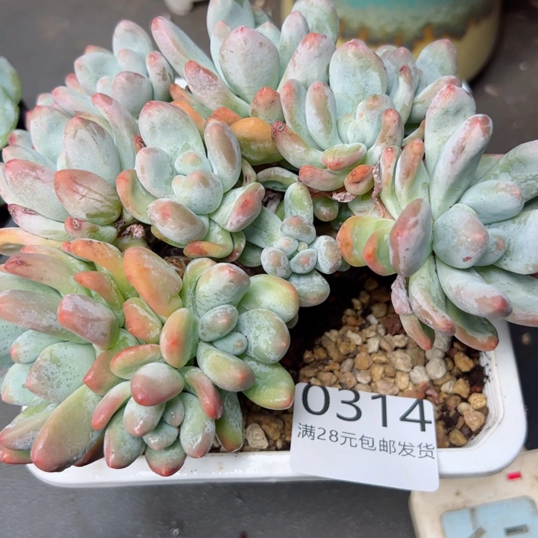 幸运颜色白色的小