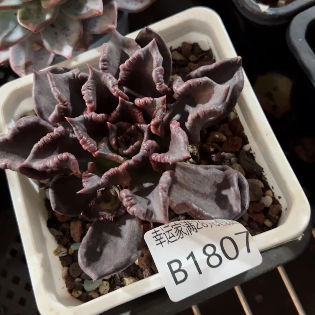 幸运的是我的朋友们