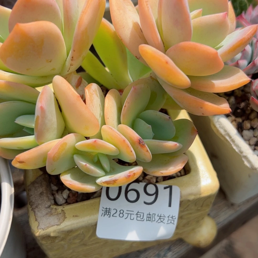 幸运颜色白色的小