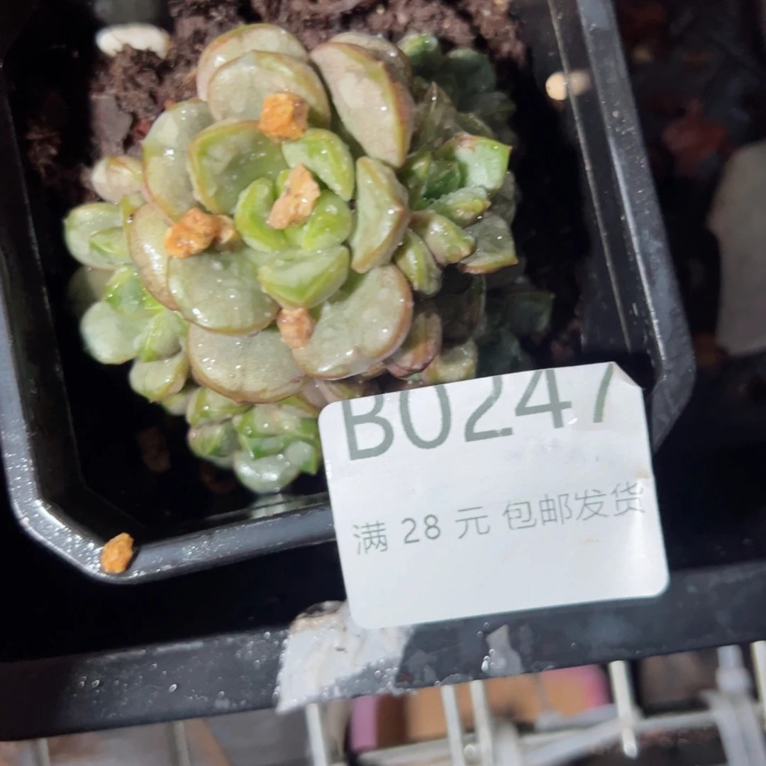 幸运的是我的朋友