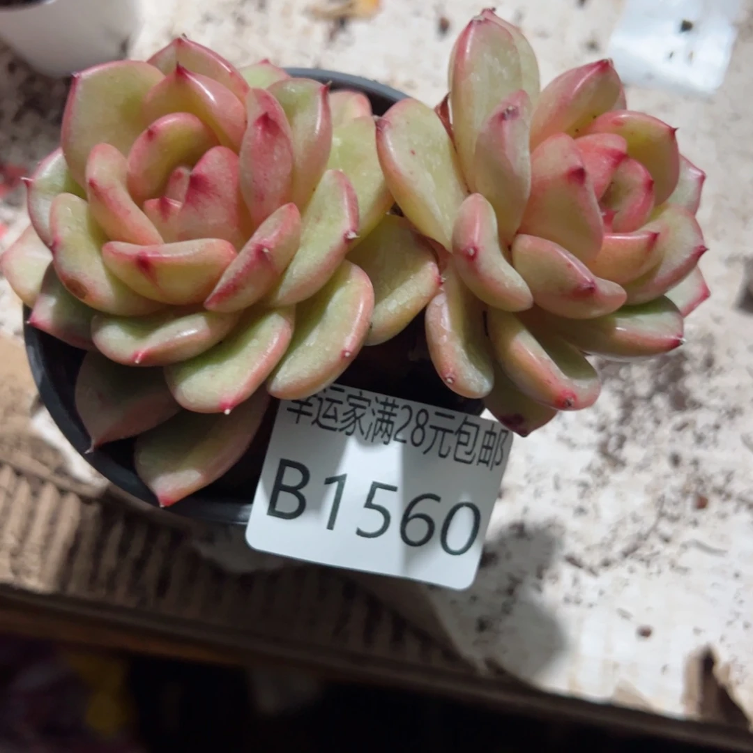 幸运的是我的朋友们