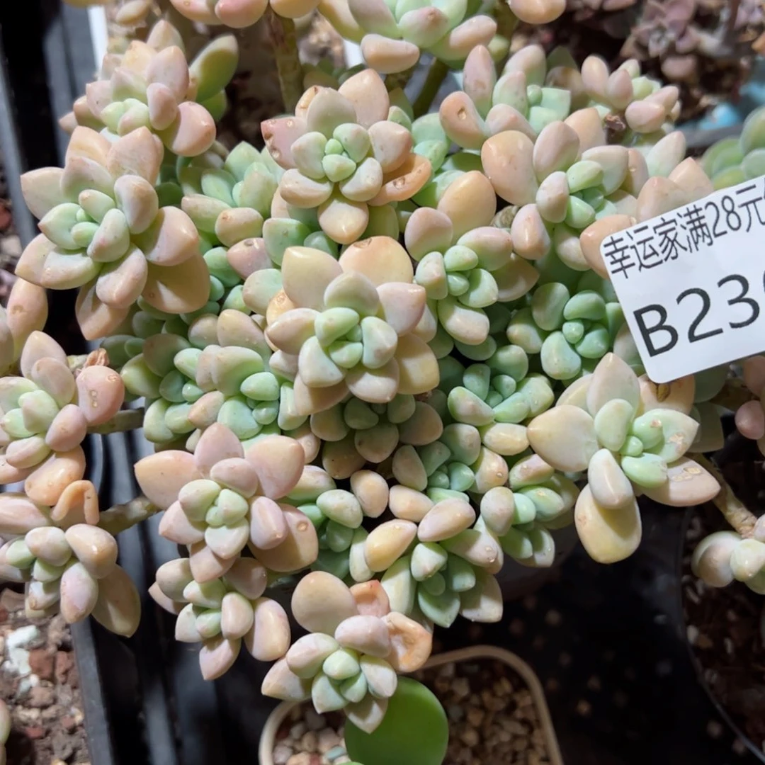 幸运的是我的朋友们都