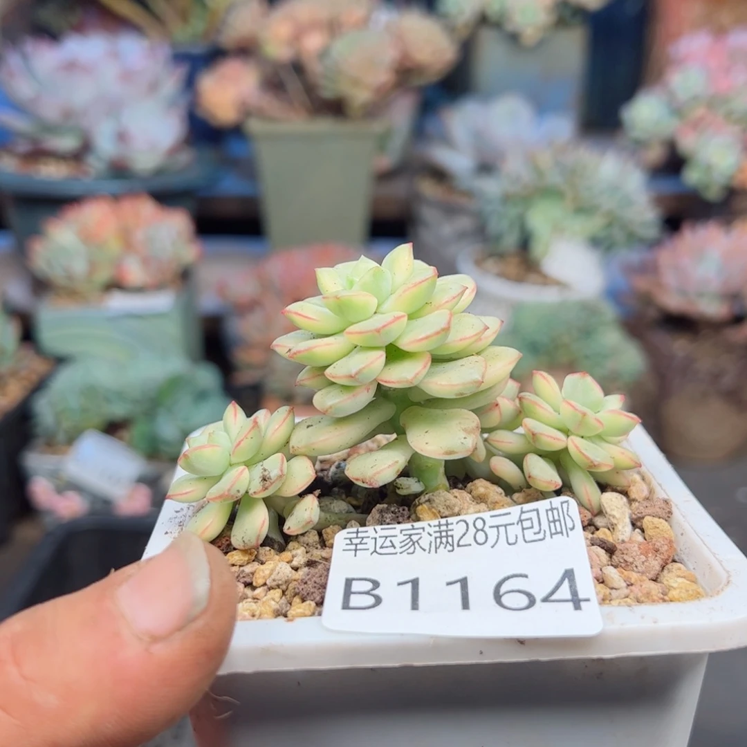 幸运的是我的朋友