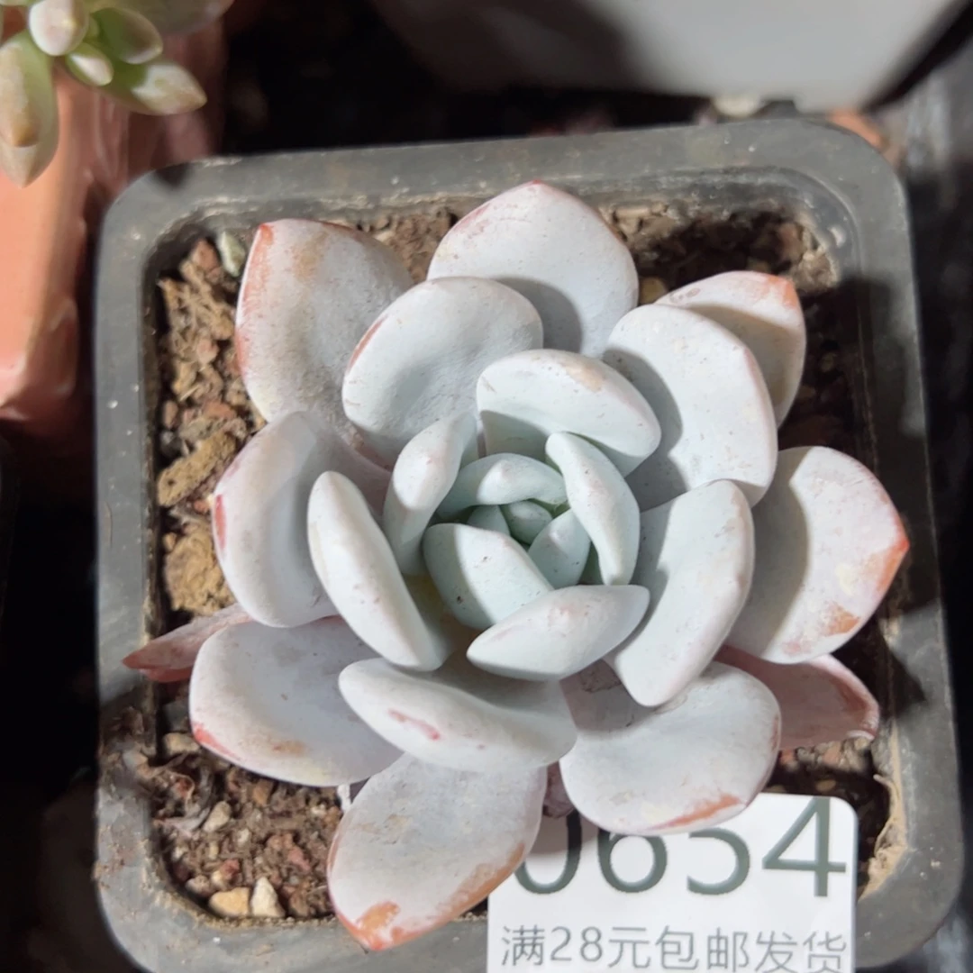 幸运的是我的朋友