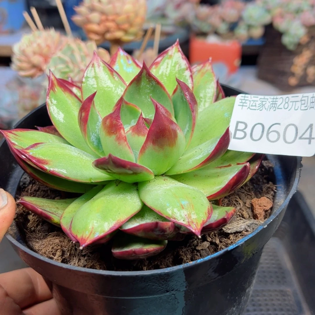 幸运的是我的朋友们