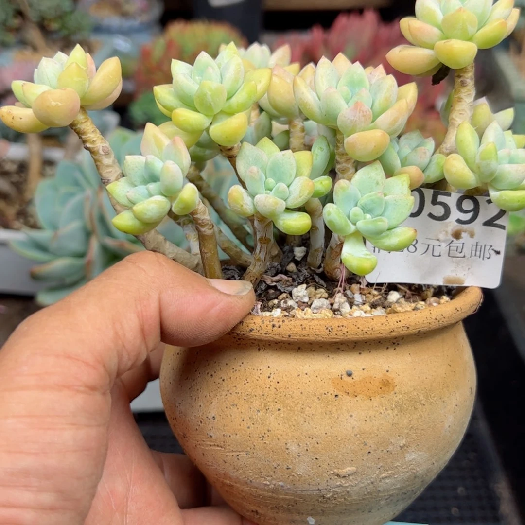 幸运的是我的朋友