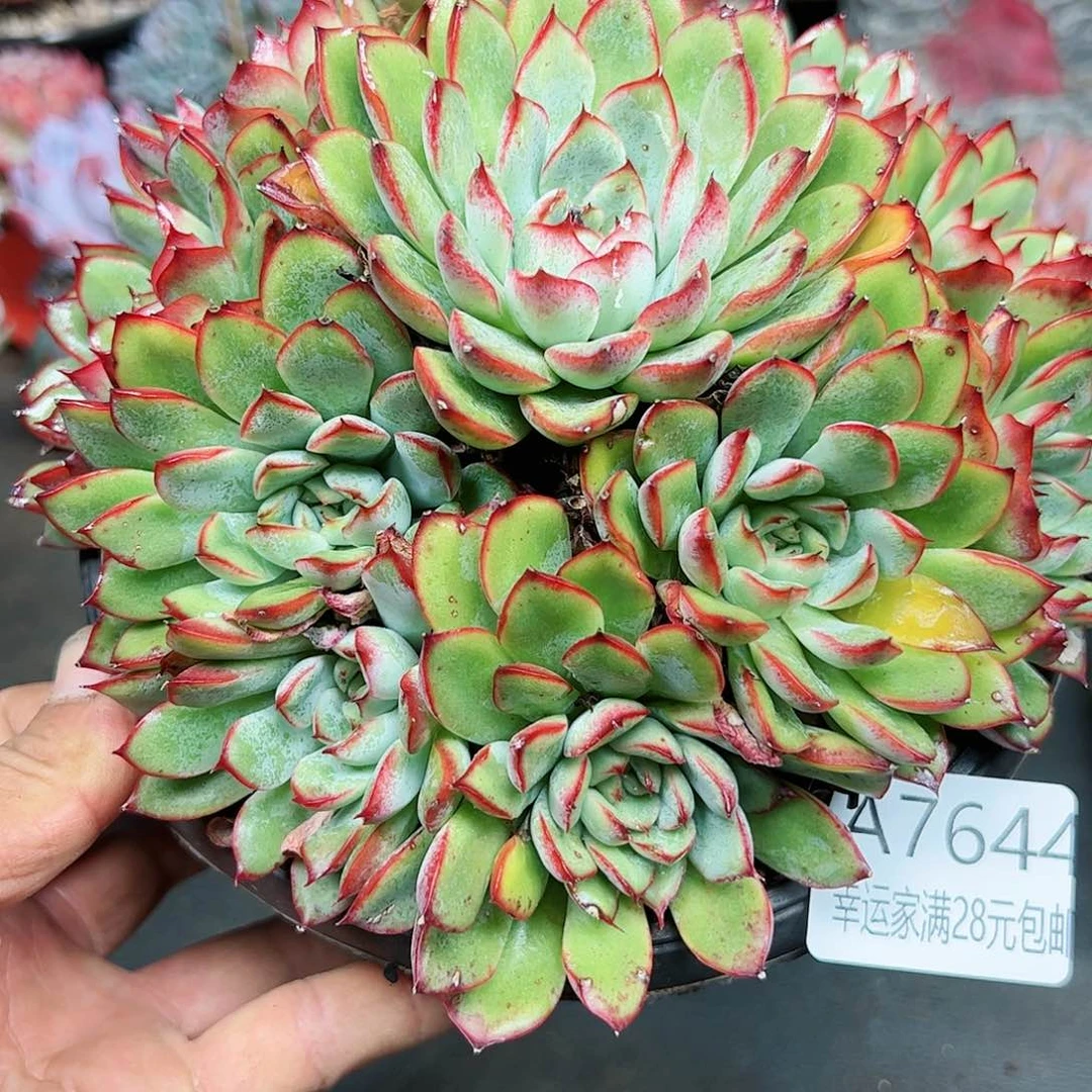 幸运的是我的朋友们