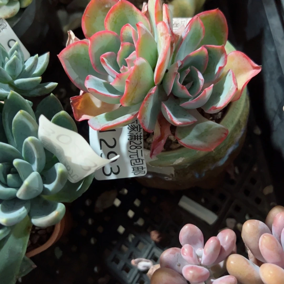 幸运的是我的朋友