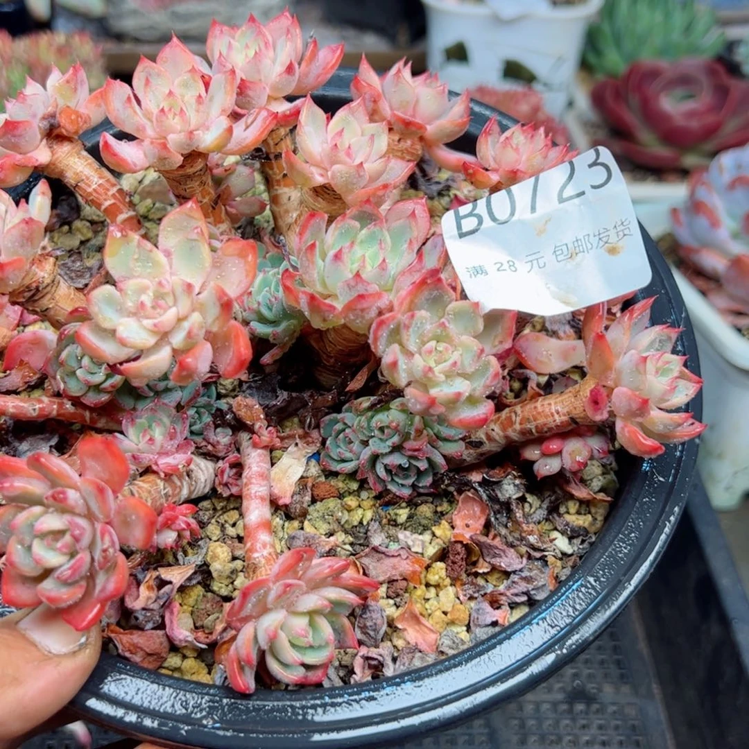 幸运的是我的朋友们都