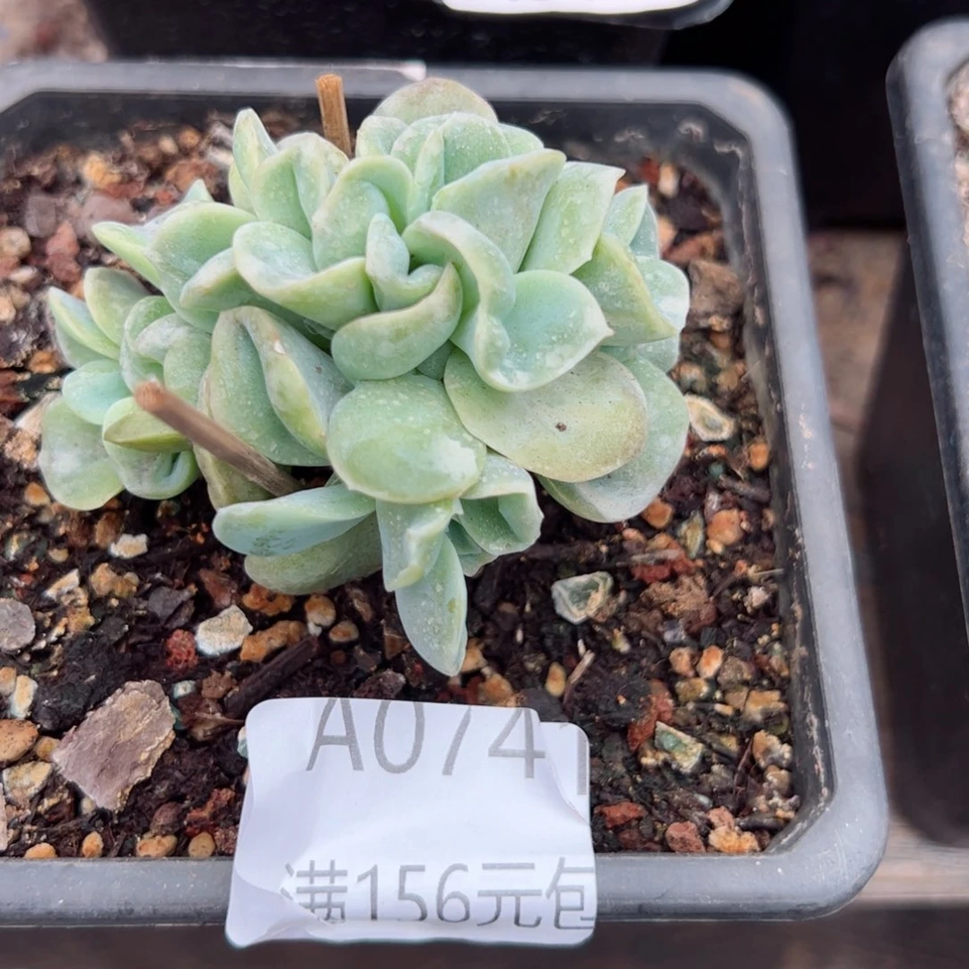 幸运的是我的朋友