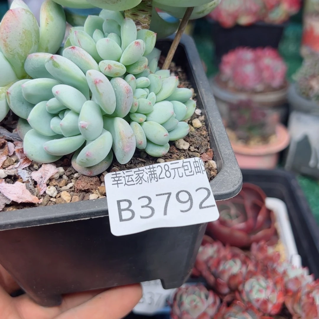 小*子幸运的是我的朋友们