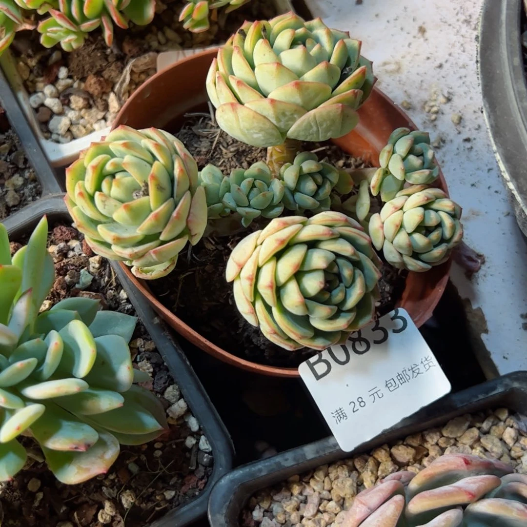 幸运的是我的朋友们