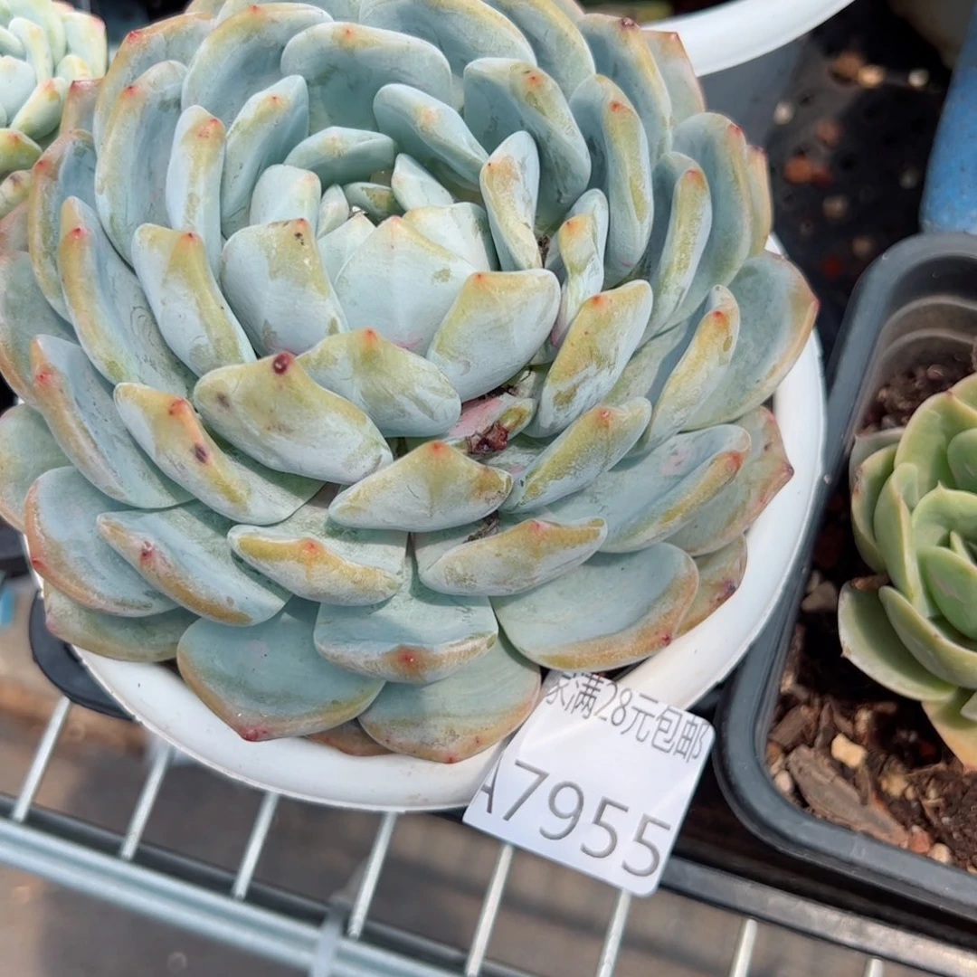 幸运的是我的朋友们都
