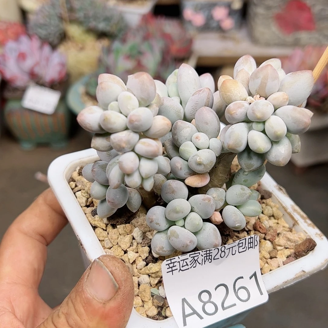 幸运的是我的朋友