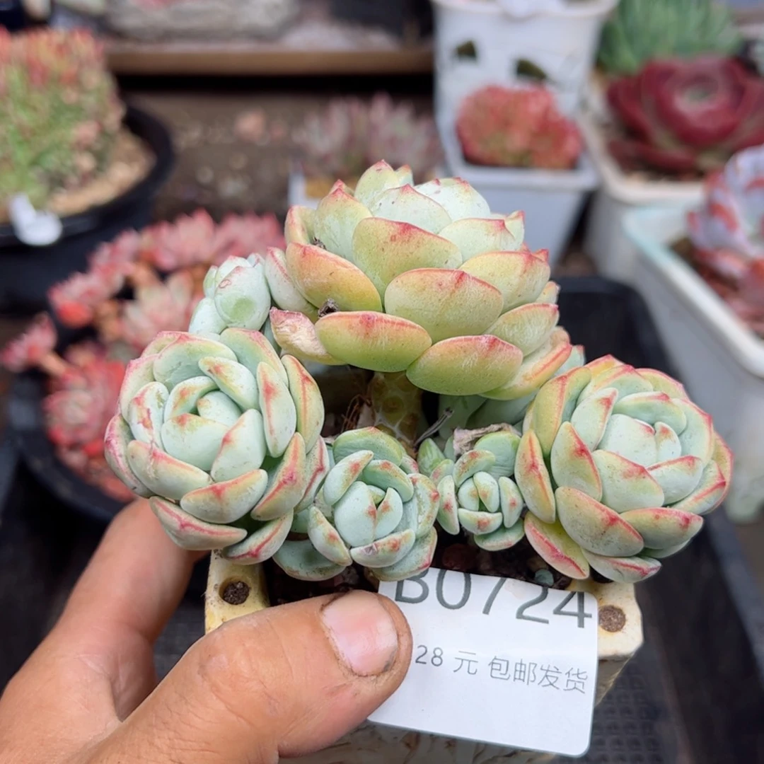 幸运的是我的朋友