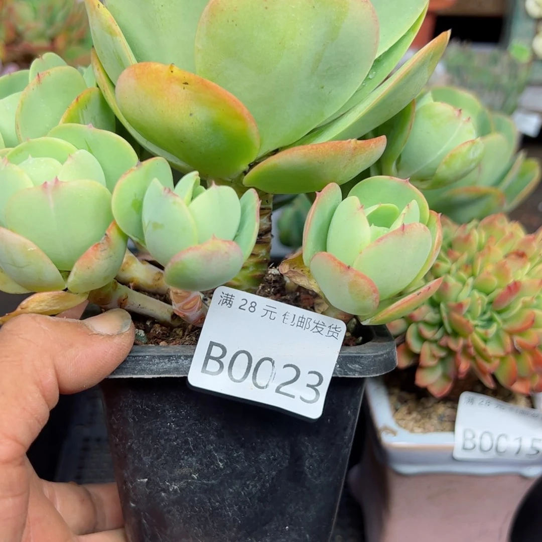 幸运的是我的朋友