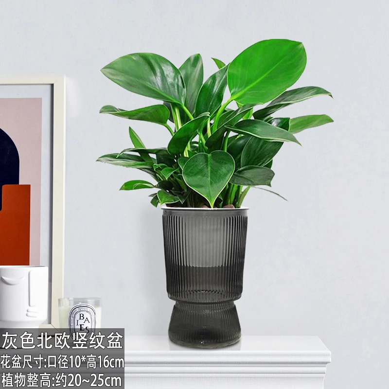 金钻绿公主（110#型号）灰色北欧竖纹盆西方净化空气