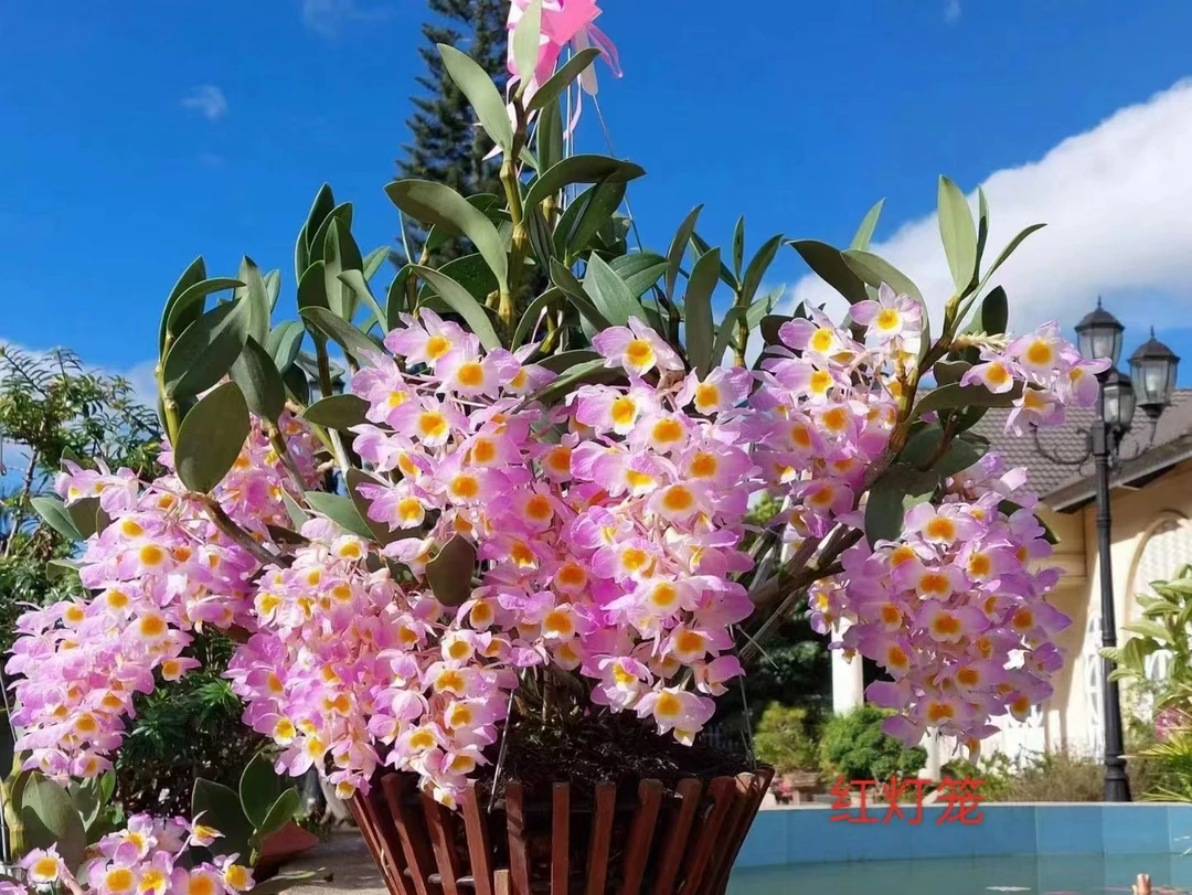 云南精品石斛（一物一拍）内蒙新疆宁夏西藏不包邮