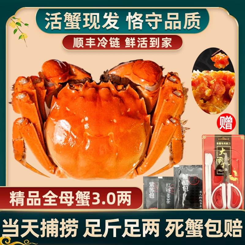 【活蟹现货】惠澄大闸蟹精品专全母蟹3两*6/8/10只新鲜活蟹冷链包邮