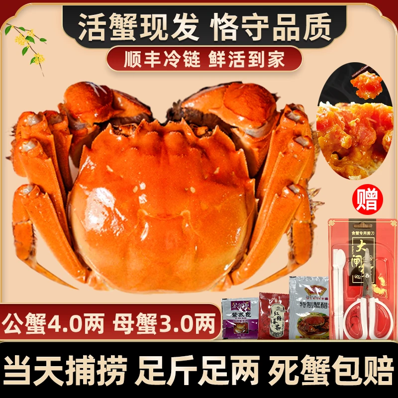 【活蟹现发】惠澄大闸蟹4.0两公蟹+3.0两母蟹6/8/10只精美礼盒装